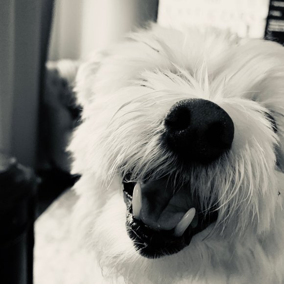 Meet your Posher, Gabriella - Picture 1 of 1